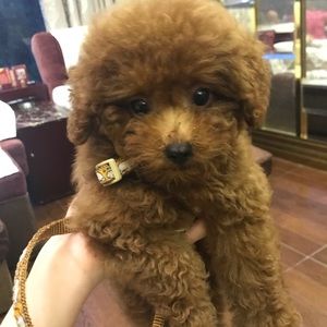 Meet your Posher, Vivian